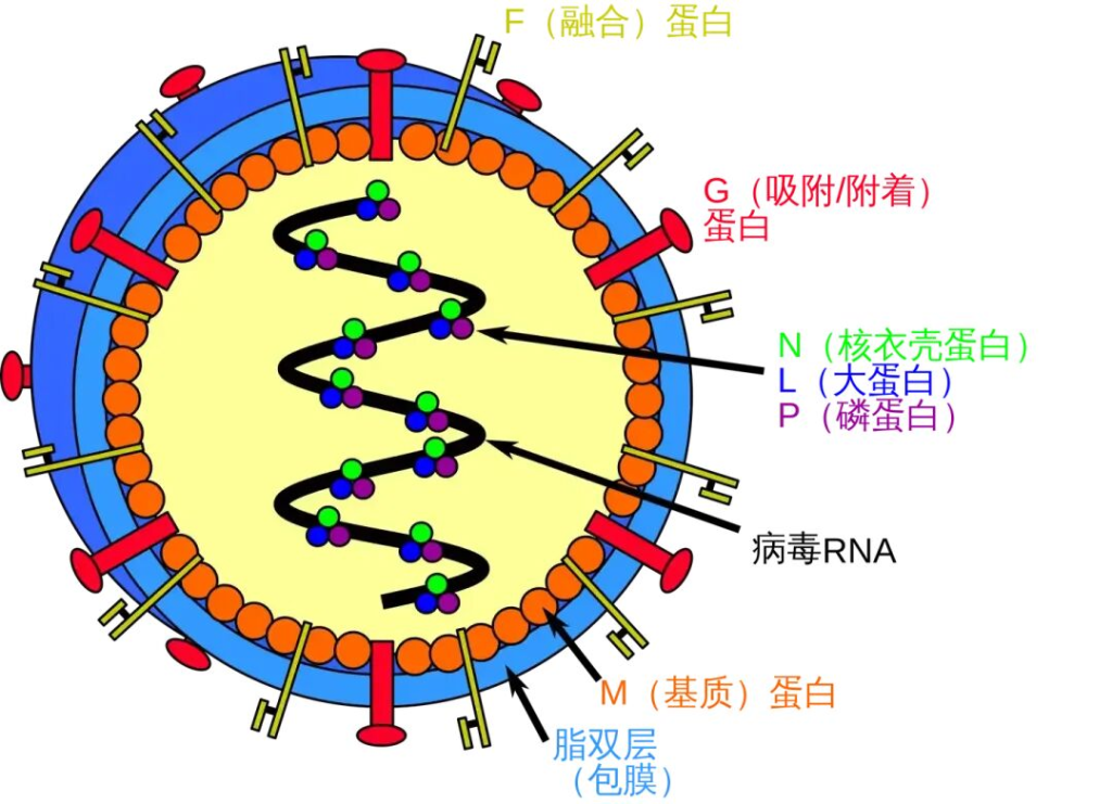 印度尼帕病毒疫情暴发，多国加强筛查，病毒如何传播？