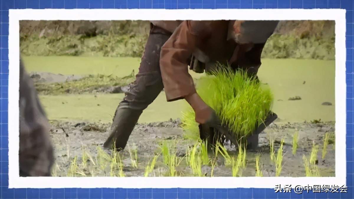 全球疫情下食物危机加剧，气候变化如何影响粮食生产？