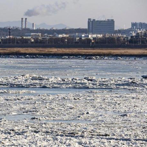 野猪成非洲猪瘟传播隐形推手，全球养猪业如何应对？